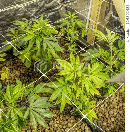 SoG Sea of Green net hemp cultivation technique Growing pot in growtent indoor Vegetative stage marijuana growth Medical SoG Sea of Green net hemp cultivation technique Growing pot in growtent indoor Vegetative stage marijuana growth Medical 114892485