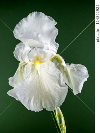 Blooming white iris Immortality on a green background 114892923