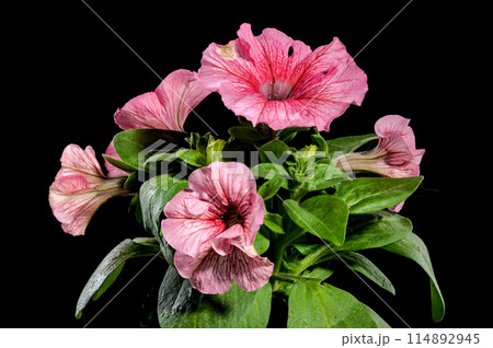 Blooming pink Petunia flowers on a black background 114892945