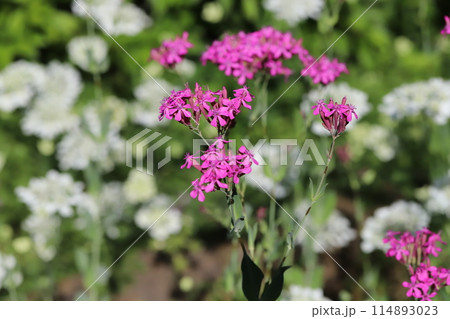 春の庭に咲くピンク色のムシトリナデシコの花 114893023