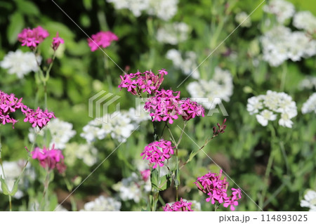 春の庭に咲くピンク色のムシトリナデシコの花 114893025
