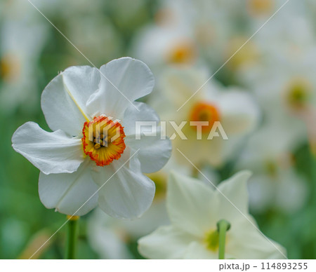 白い水仙 114893255