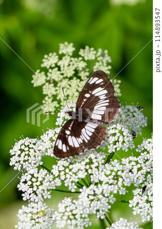 フタスジチョウ 114893547