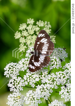 フタスジチョウ 114893548