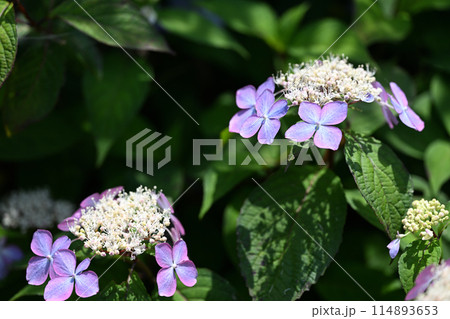アマチャ（甘茶）の花 114893653