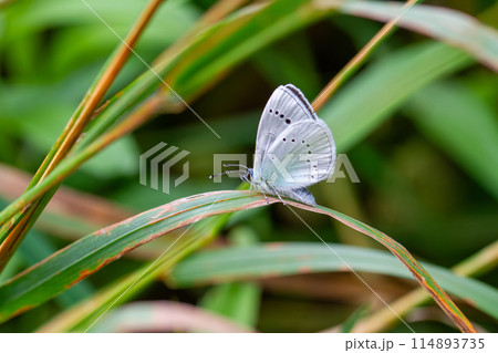 カバイロシジミ カバイロシジミ 114893735