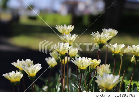 春の公園に咲く白いガザニアの花 春の公園に咲く白いガザニアの花 114893765