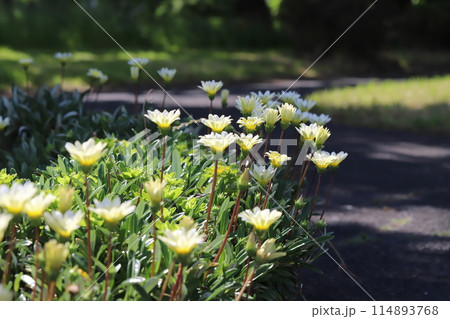 春の公園に咲く白いガザニアの花 春の公園に咲く白いガザニアの花 114893768
