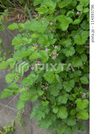 蕾が付いた枝がたれさがったナワシロイチゴ【木苺】バラ科・5月 蕾が付いた枝がたれさがったナワシロイチゴ【木苺】バラ科・5月 114893796