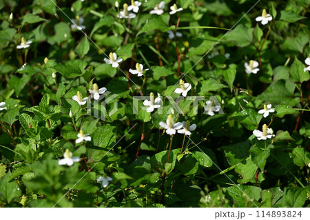 薬用植物・ドクダミ 薬用植物・ドクダミ 114893824