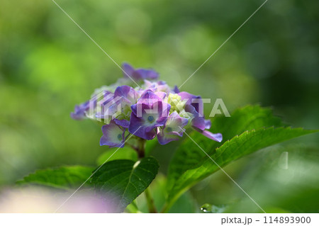 アジサイ(紫陽花) アジサイ(紫陽花) 114893900