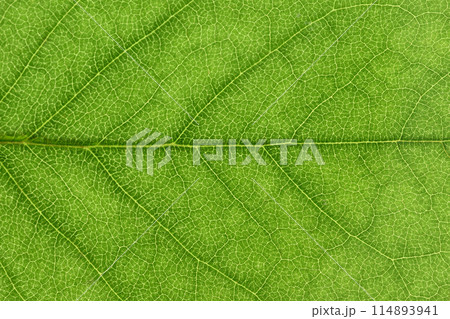 ツツジの若葉と葉脈【背景素材】 ツツジの若葉と葉脈【背景素材】 114893941