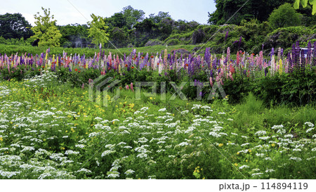 オルレアとルピナス 114894119