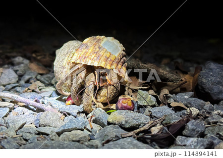 木の実を食べるオカヤドカリ 木の実を食べるオカヤドカリ 114894141