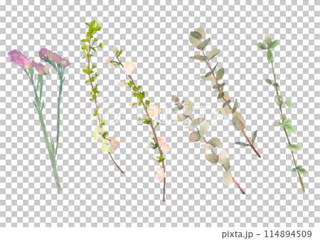 水彩新鮮綠色樹枝集 114894509