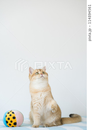 international cat day concept with british cat happy and fun during play ball with owner 114894561