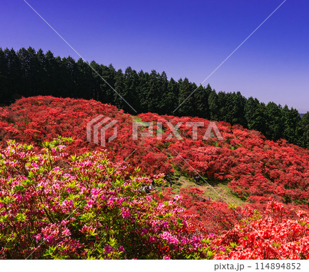 葛城山のつつじ 114894852