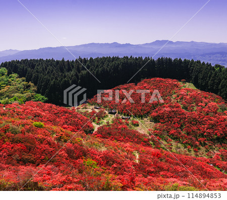 葛城山のつつじ 葛城山のつつじ 114894853