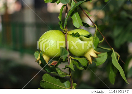 A picture of pomegranate plant with selective focus 114895177