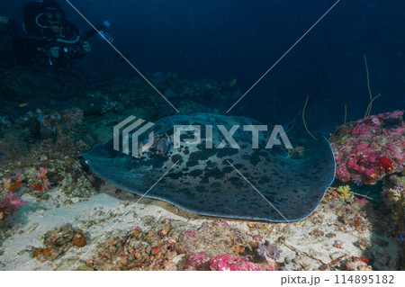 砂底で休むマダラエイとカメラを持ったダイバー (タイ王国、シミラン海洋国立公園、ボン島) 砂底で休むマダラエイとカメラを持ったダイバー (タイ王国、シミラン海洋国立公園、ボン島) 114895182