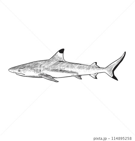 Black and white blacktip reef shark 114895258