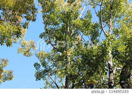 オートキャンプのワンシーン 杜のテラス アウトドア オートキャンプのワンシーン 杜のテラス アウトドア 114895283