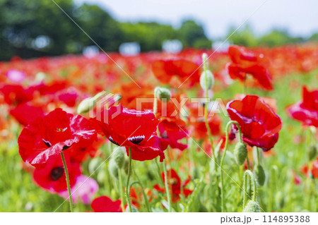 国営みちのく杜の湖畔公園　釜房湖　宮城県 114895388