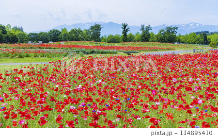 国営みちのく杜の湖畔公園 釜房湖 宮城県 国営みちのく杜の湖畔公園 釜房湖 宮城県 114895410
