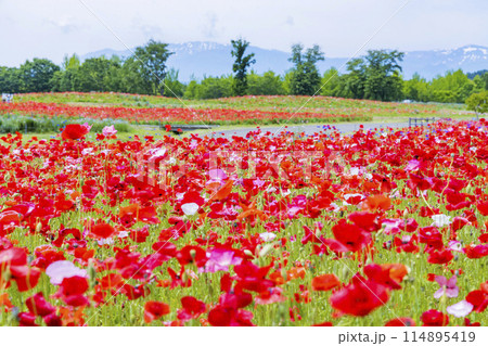 国営みちのく杜の湖畔公園　釜房湖　宮城県 114895419