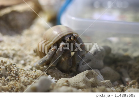 水槽で飼っているオカヤドカリ 114895608