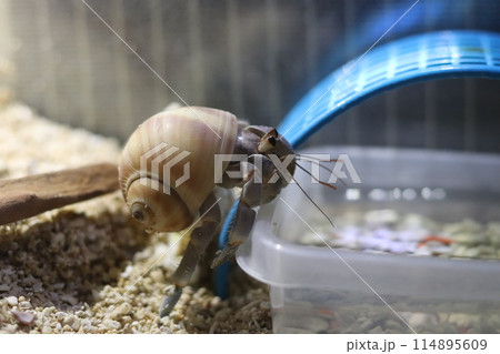 水を飲もうとするオカヤドカリ 114895609