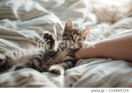 A small kitten is playing with an old man on the bed. Warm light is shining through from outside the window, It shows the cute pet interaction and playful action of the kitten's hand movements. A small kitten is playing with an old man on the bed. Warm light is shining through from outside the window, It shows the cute pet interaction and playful action of the kitten's hand movements. 114895724