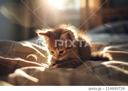 A small kitten is playing with an old man on the bed. Warm light is shining through from outside the window, It shows the cute pet interaction and playful action of the kitten's hand movements. 114895726