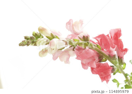 キンギョソウ 114895979