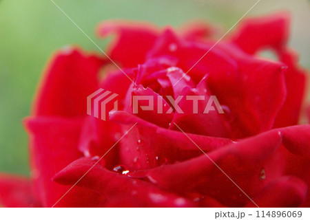 近所のバラ園で見た花 114896069