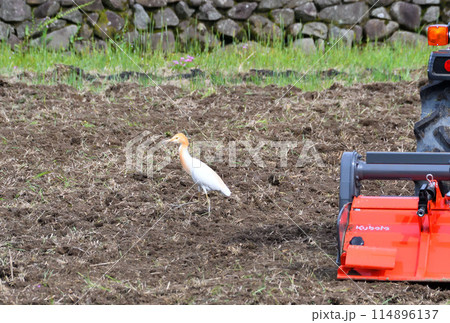 アマサギ、サギ アマサギ、サギ 114896137