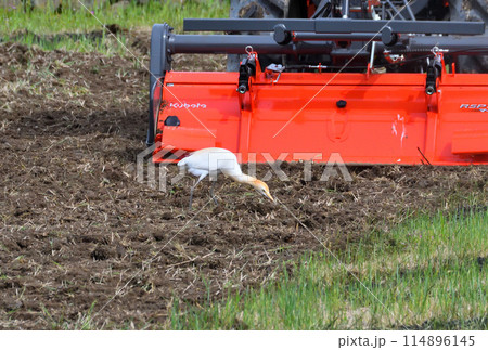 アマサギ、サギ アマサギ、サギ 114896145