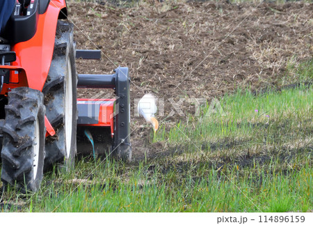 アマサギ、サギ アマサギ、サギ 114896159