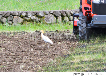 アマサギ、サギ 114896169