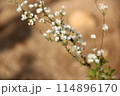 ユキヤナギの花 114896170