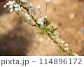 庭木の白い花 114896172