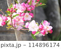 ピンクのハナカイドウの花 114896174
