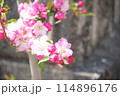 ハナカイドウの花 114896176