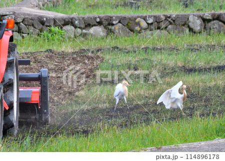 アマサギ、サギ 114896178