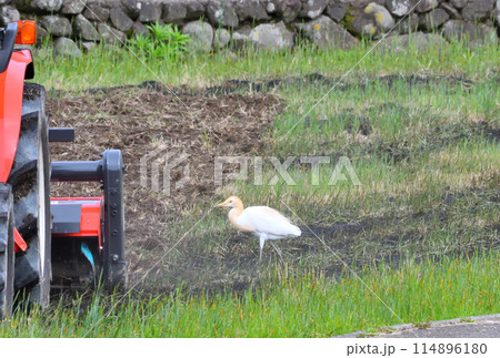 アマサギ、サギ 114896180