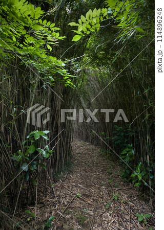 篠竹のトンネル 114896248