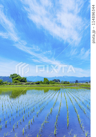 蔵王連峰と水田 114896344