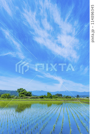 蔵王連峰と水田 蔵王連峰と水田 114896345