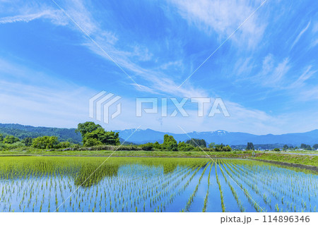 蔵王連峰と水田 114896346