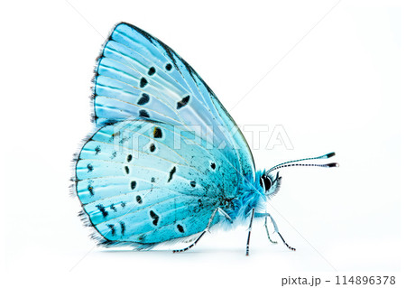 Beautiful Holly Blue butterfly isolated on a white background. Side view 114896378